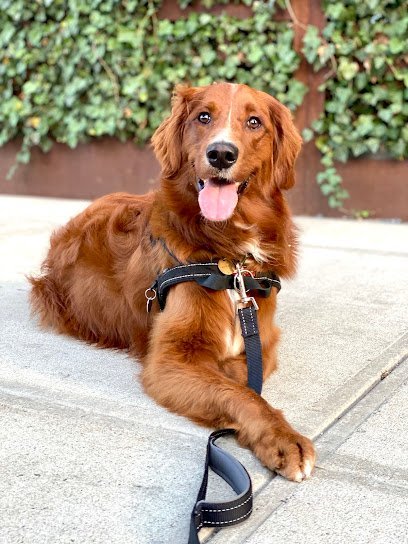 Dog day care in Brooklyn New York HI BK Doggy Daycare 1