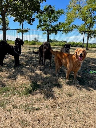 Dog day care in Brooklyn New York Happy Tails Dog Camp Brooklyn 1