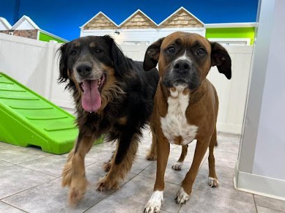 Dog day care in Brooklyn New York Hounds Town Brooklyn Atlantic Ave 1