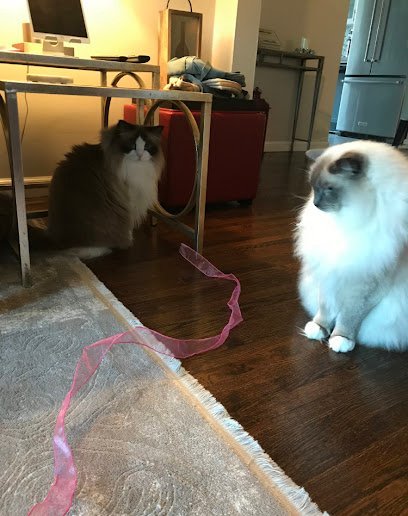 Dog day care in Brooklyn New York In Home Pet Services of Marine Park 1