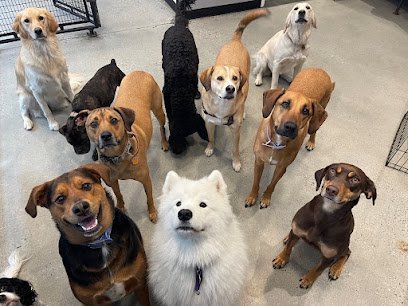 Dog day care in Brooklyn New York JoJo Co Pet Club 1