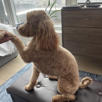 Dog day care in Brooklyn New York Kiki s Pet Spa Boutique 1