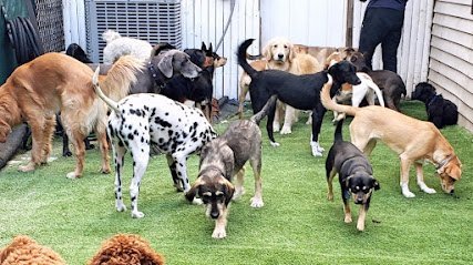 Dog day care in Brooklyn New York Lickers n Sniffers 1