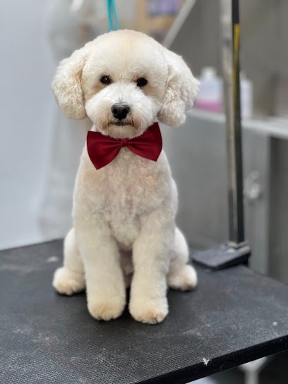 Dog day care in Brooklyn New York Lilly s Pet Service LLC 1