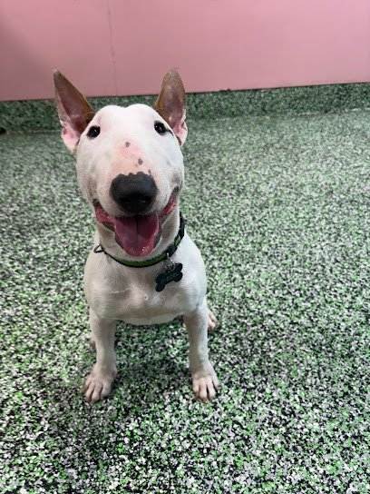 Dog day care in Brooklyn New York PAWSIES 1