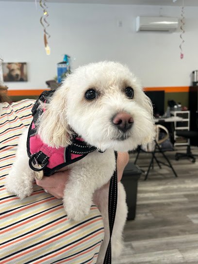 Dog day care in Brooklyn New York Paws Rec Inc  1