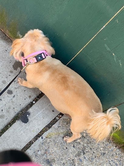 Dog day care in Brooklyn New York Pooch Purrfect 1