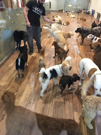Dog day care in Brooklyn New York The Canine Corner 1
