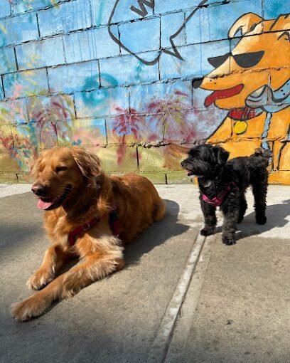 Dog day care in Brooklyn New York What s Up Dog 1