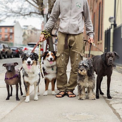 Dog day care in Brooklyn New York Woofs Wags 1
