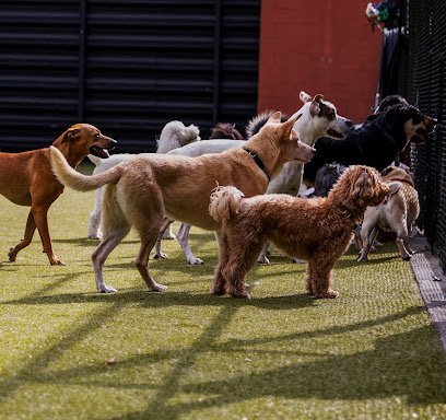 Dog day care in Brooklyn New York Woofs  n Whiskers 1