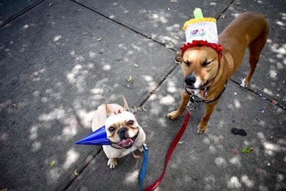 Dog day care in Brooklyn New York Your Spoiled Pets 1
