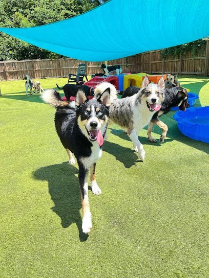 Dog day care in Brunswick Georgia Yappy Days Pet Boarding Daycare