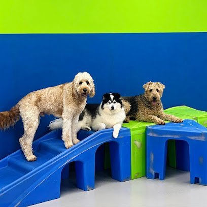 Dog day care in Brunswick Ohio Hounds Town Cleveland Brunswick 1