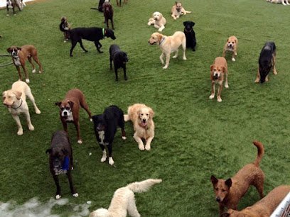 Dog day care in Buffalo New York Absolute Canine 1