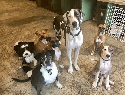 Dog day care in Buffalo New York Animal Outfitters Inc  1