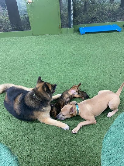 Dog day care in Buffalo New York Buddy and Friend s Dog Daycare 1