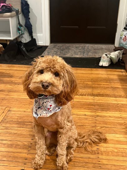 Dog day care in Buffalo New York Dog Days of Buffalo Amherst Street 1