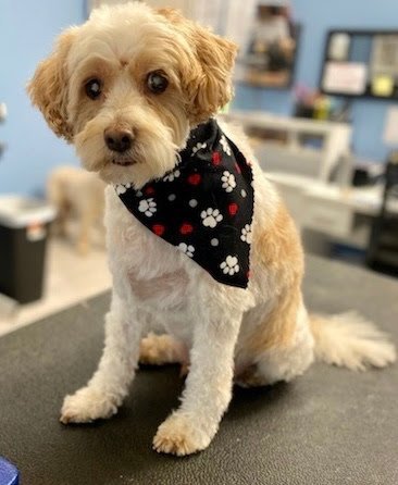 Dog day care in Buffalo New York Home Away From Home Kennel 1