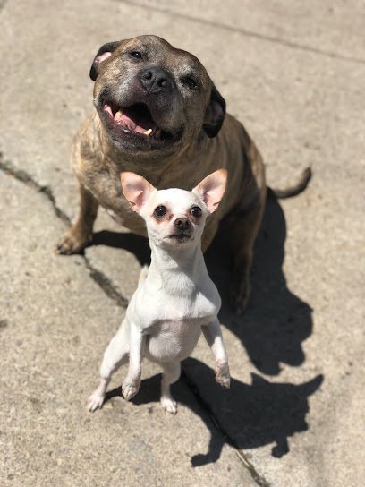 Dog day care in Buffalo New York Pitufina s Dog Daycare 1