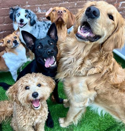 Dog day care in Buffalo New York Queen City Canine 1