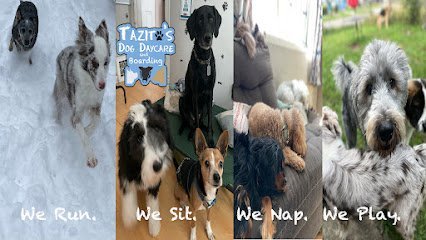 Dog day care in Buffalo New York Tazitos Dog Daycare and Boarding LLC 1