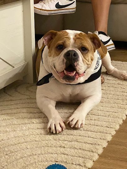 Dog day care in Buford Georgia My Pet s Vet Buford