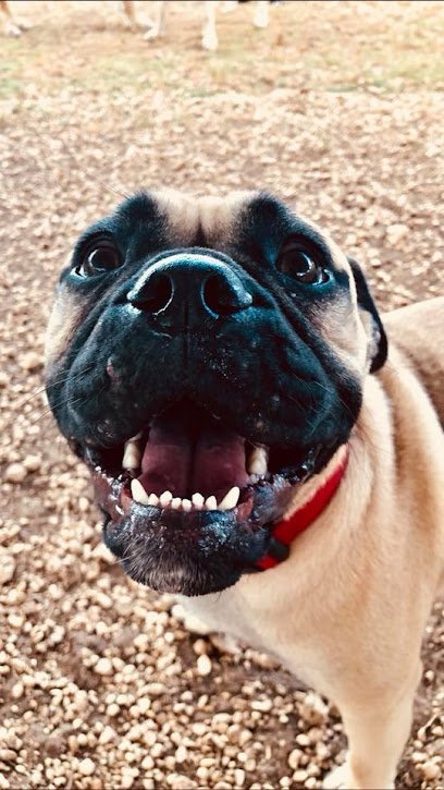 Dog day care in Bulverde Texas Red Barn Pet Ranch 1