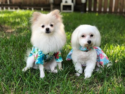 Dog day care in Burleson Texas Pet Paradise 1