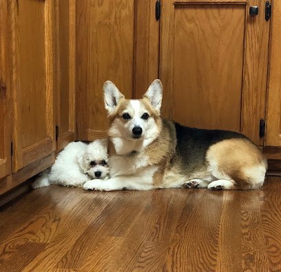 Dog day care in Burlington North Carolina Town N Country Animal Hospital on Forestdale 1