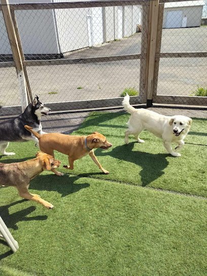 Dog day care in Burton Michigan Borton s Doggy Play Stay LLC 1