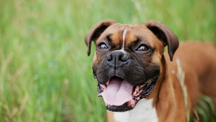 Dog day care in Bush Louisiana Country Cottage 1