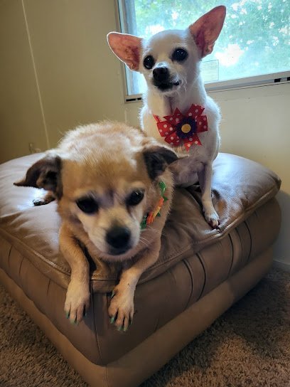 Dog day care in Byron Georgia Adorable Pet Salon Spa