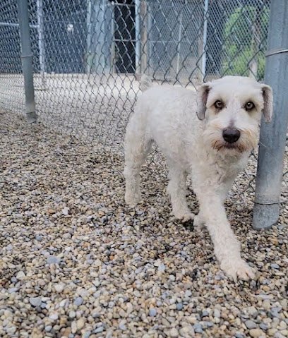 Dog day care in Cadillac Michigan Fur Pup s Sake Grooming and Boarding 1