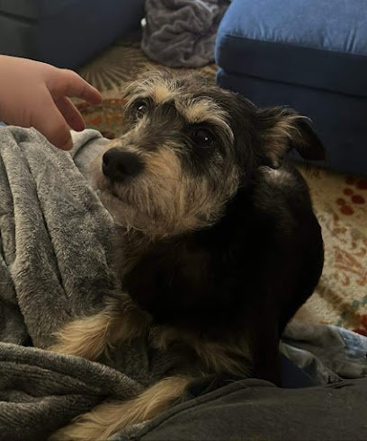 Dog day care in Caledonia Michigan Woofing Wonderland 1