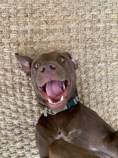 Dog day care in Califon New Jersey Paula s Pups 1