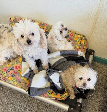 Dog day care in Cambridge Massachusetts Crate Escape too 1