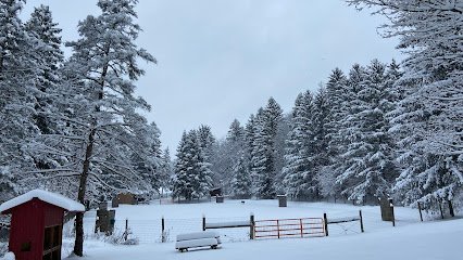 Dog day care in Camillus New York Salty Dog Ranch 1
