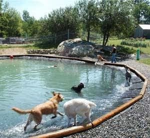 Dog day care in Canaan New Hampshire Mountain View Pet Resort 1