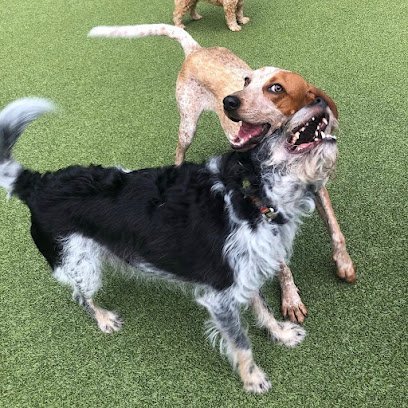 Dog day care in Candler North Carolina Happy Tails Country Club West 1