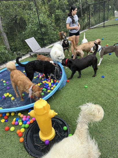 Dog day care in Canton Georgia Pet Play Place