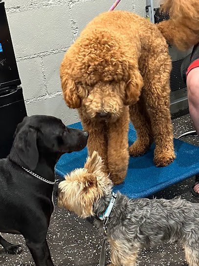 Dog day care in Canton Township Michigan Canton Tails And Bales Daycare and Boarding 1