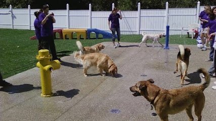 Dog day care in Canton Township Michigan Halliday s Pet Resort Day Care 1