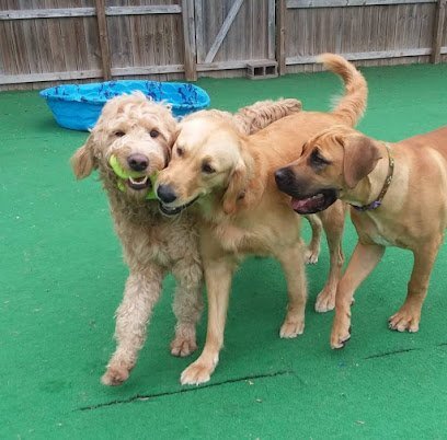 Dog day care in Cape Girardeau Missouri Deer Creek Doggie Day Camp 1 1