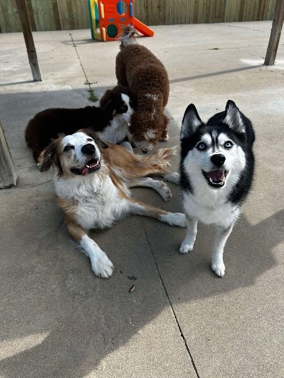 Dog day care in Carbondale Illinois Hound Valley Lodge 1