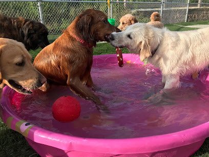 Dog day care in Carmel Indiana Club Canine 1