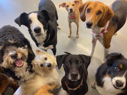 Dog day care in Carol Stream Illinois Camp Ruff It Doggie Daycare Boarding 1