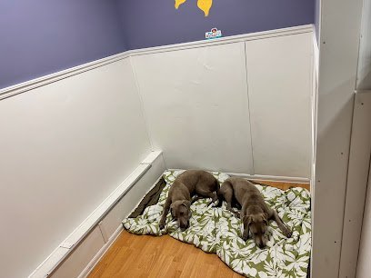 Dog day care in Carolina Beach North Carolina Pet Bazaar NC 1