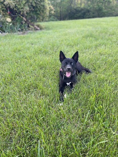 Dog day care in Carrollton Kentucky Whiskey Lou Doggie Daycare 1