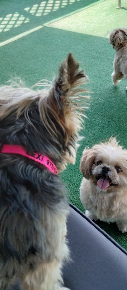 Dog day care in Carrollton Texas Boarding Boutique 1